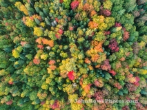 Fall Bouquet 2020