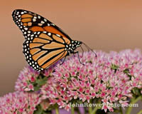 2011_09_2011_butterfly_sm