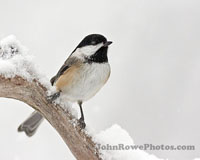 2011_11_22_chickadee Chickadee On Fresh Snow