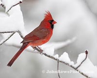 Northern Cardinal