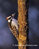 Hairy Woodpecker Hairy Woodpecker 1/3/12