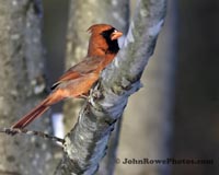 Northern Cardinal
