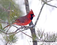 Northern Cardinal