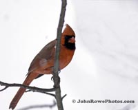 Northern Cardinal
