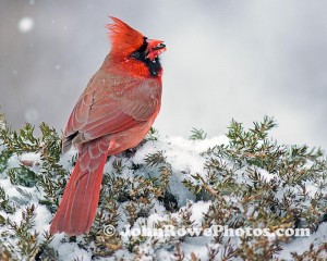 2012_01_31_cardinal1