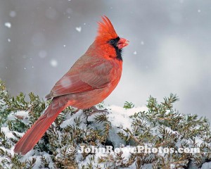2012_01_31_cardinal2