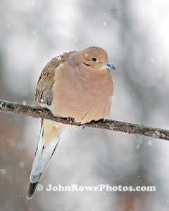 2012_01_31_dove