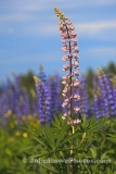 Lupine